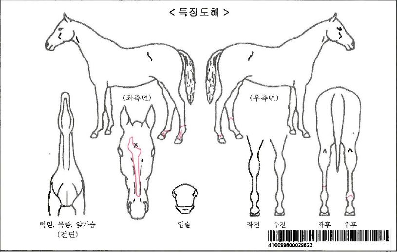 ������ķ�ڸ��� ����,���,�޸�,�λ�,�ٸ��� Ư¡����