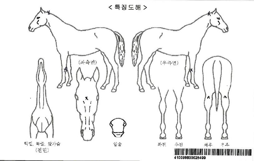 ÅÊ°í¾ØÅʰíÀÚ¸¶ÀÇ Ãø¸é,¿ì¸é,µÞ¸é,µÎ»ó,´Ù¸®ÀÇ Æ¯Â¡µµÇØ