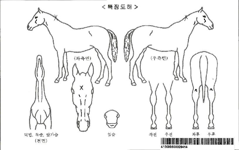 ¸¶ÀÌ·²·¯¹ÙÀÌÀÚ¸¶ÀÇ Ãø¸é,¿ì¸é,µÞ¸é,µÎ»ó,´Ù¸®ÀÇ Æ¯Â¡µµÇØ