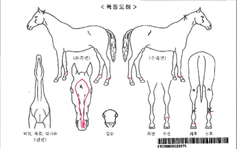 ¹ö´×ÆÄƼÀÚ¸¶ÀÇ Ãø¸é,¿ì¸é,µÞ¸é,µÎ»ó,´Ù¸®ÀÇ Æ¯Â¡µµÇØ