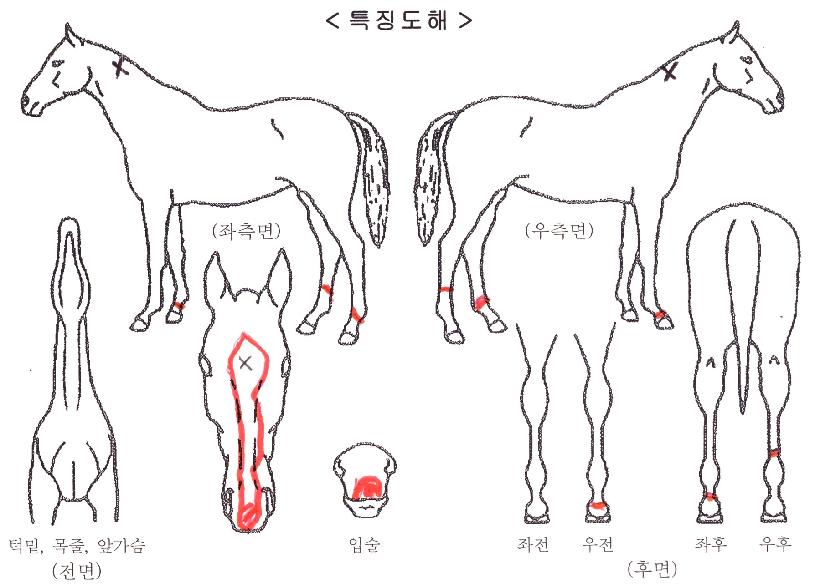 °¨µ¿ÀǹٴÙÀÚ¸¶ÀÇ Ãø¸é,¿ì¸é,µÞ¸é,µÎ»ó,´Ù¸®ÀÇ Æ¯Â¡µµÇØ