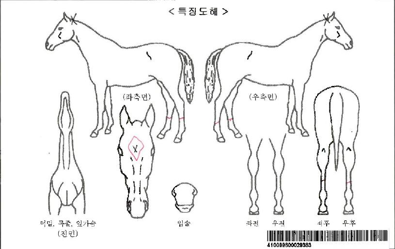 ±×¸°½ºÆÄÅ©ÀÚ¸¶ÀÇ Ãø¸é,¿ì¸é,µÞ¸é,µÎ»ó,´Ù¸®ÀÇ Æ¯Â¡µµÇØ