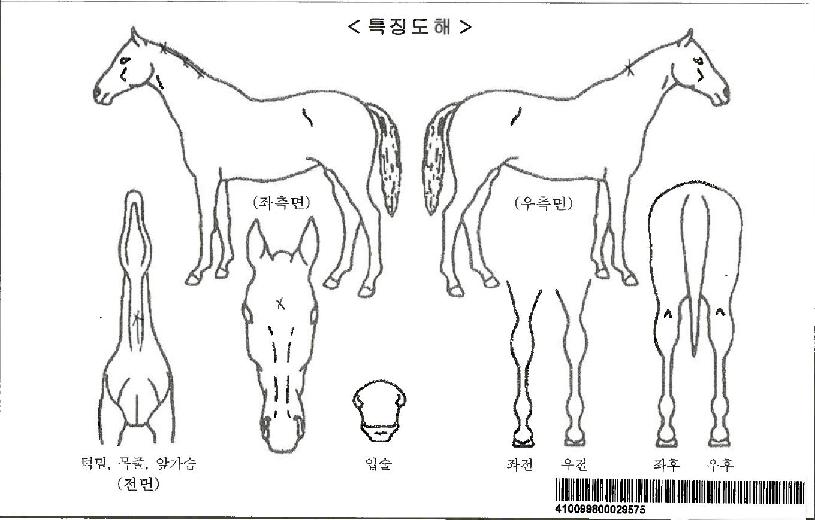 °¡¹®¿©À屺ÀÚ¸¶ÀÇ Ãø¸é,¿ì¸é,µÞ¸é,µÎ»ó,´Ù¸®ÀÇ Æ¯Â¡µµÇØ