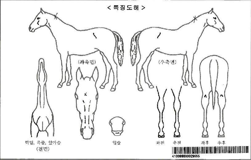 ���Ϳ��꽺�ǵ��ڸ��� ����,���,�޸�,�λ�,�ٸ��� Ư¡����