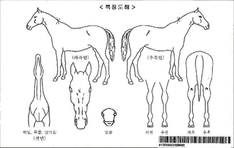 �����ڸ��� ����,���,�޸�,�λ�,�ٸ��� Ư¡����