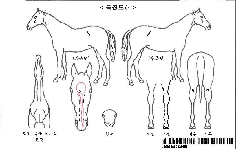 ���̽���Ʈ�����ڸ��� ����,���,�޸�,�λ�,�ٸ��� Ư¡����