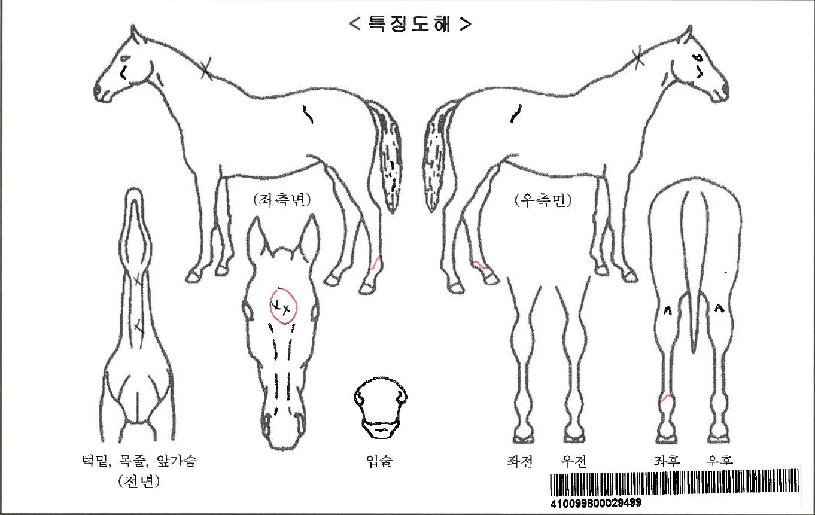 ��īƼ����Ʈ�ڸ��� ����,���,�޸�,�λ�,�ٸ��� Ư¡����