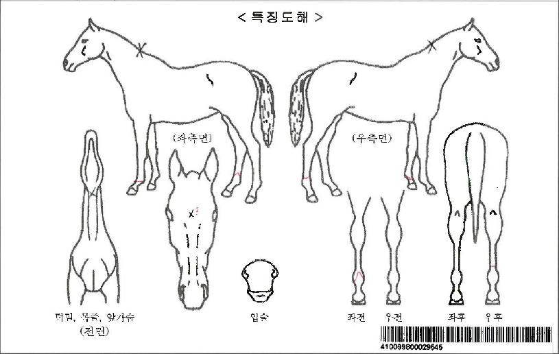 �̱ۻ轺�ڸ��� ����,���,�޸�,�λ�,�ٸ��� Ư¡����