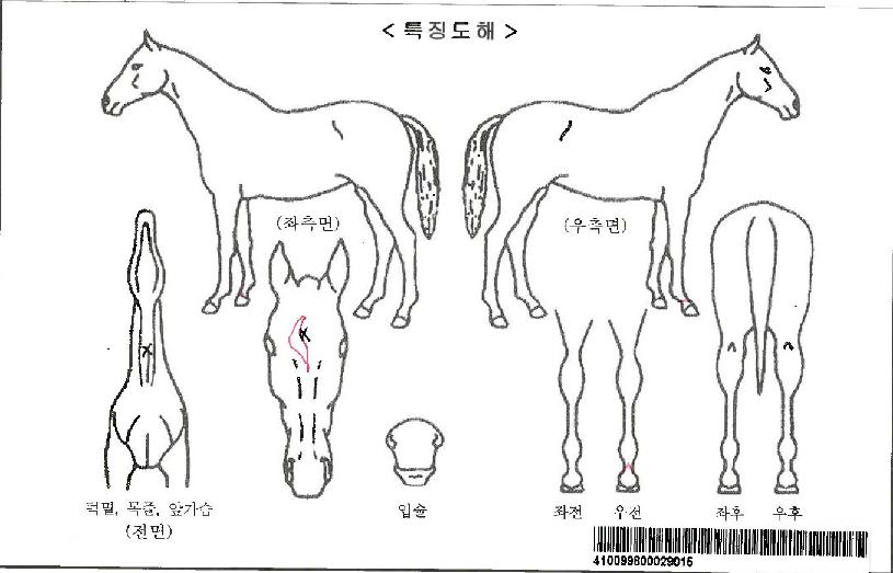 �����丣�ڸ��� ����,���,�޸�,�λ�,�ٸ��� Ư¡����