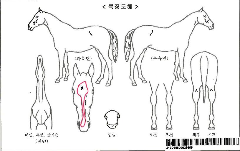 ºñÄÉÀÌÇϳªÀÚ¸¶ÀÇ Ãø¸é,¿ì¸é,µÞ¸é,µÎ»ó,´Ù¸®ÀÇ Æ¯Â¡µµÇØ