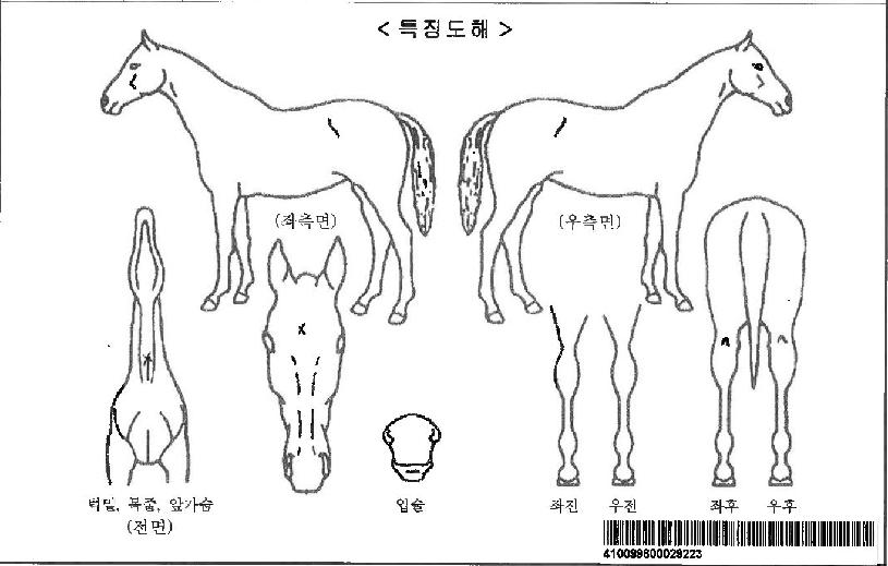 �۽�Ʈ�����ڸ��� ����,���,�޸�,�λ�,�ٸ��� Ư¡����