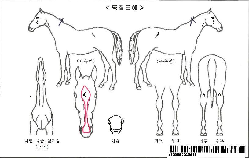 ½ºÅèÆ÷½ºÀÚ¸¶ÀÇ Ãø¸é,¿ì¸é,µÞ¸é,µÎ»ó,´Ù¸®ÀÇ Æ¯Â¡µµÇØ