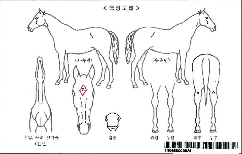 ��������̵��ڸ��� ����,���,�޸�,�λ�,�ٸ��� Ư¡����