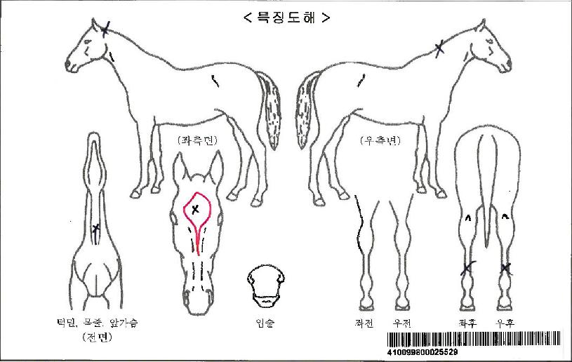 �Ƶ�ǻ���ڸ��� ����,���,�޸�,�λ�,�ٸ��� Ư¡����