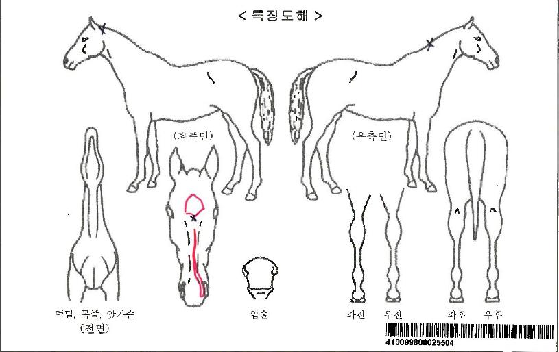 Äí°Å¾ÜÇÏÆ®ÀÚ¸¶ÀÇ Ãø¸é,¿ì¸é,µÞ¸é,µÎ»ó,´Ù¸®ÀÇ Æ¯Â¡µµÇØ