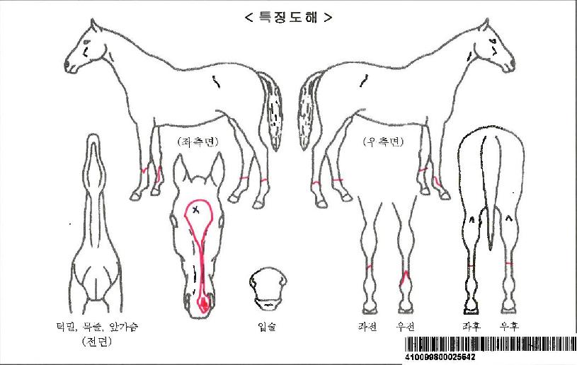 ÀÏ·ç½Ãºê·Î½ÃÀÚ¸¶ÀÇ Ãø¸é,¿ì¸é,µÞ¸é,µÎ»ó,´Ù¸®ÀÇ Æ¯Â¡µµÇØ