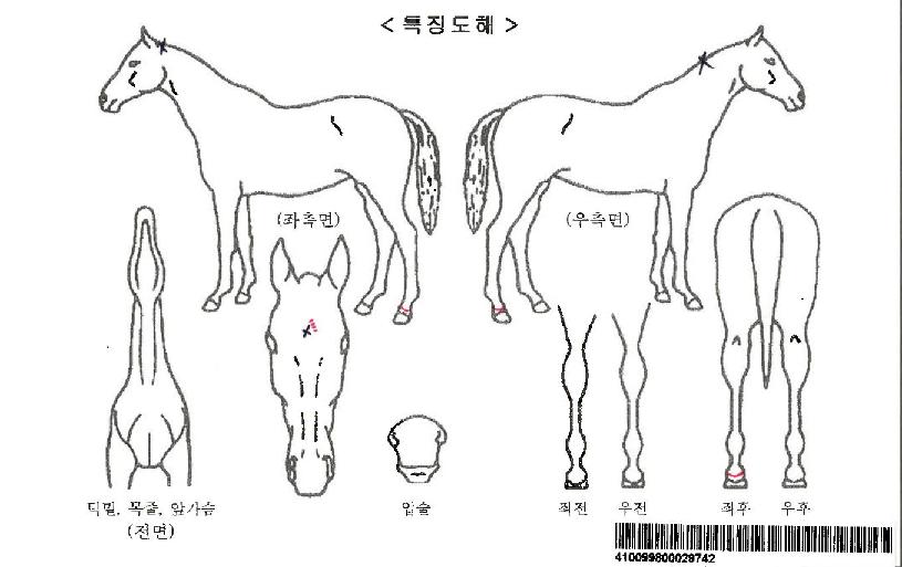 ÁÁ¾Æ¶óÀÚ¸¶ÀÇ Ãø¸é,¿ì¸é,µÞ¸é,µÎ»ó,´Ù¸®ÀÇ Æ¯Â¡µµÇØ