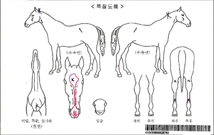 ���ڸ���ڸ��� ����,���,�޸�,�λ�,�ٸ��� Ư¡����