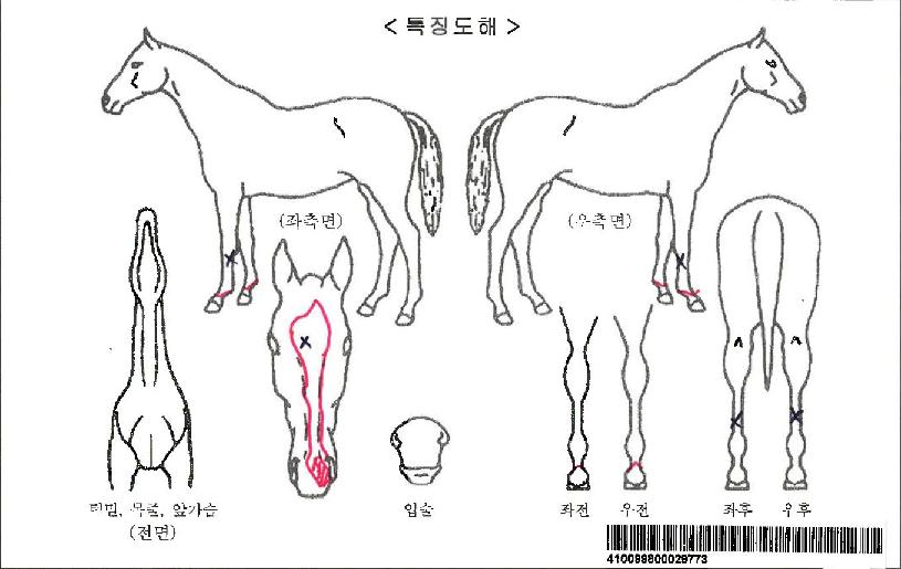 �̱���ƽ����ڸ��� ����,���,�޸�,�λ�,�ٸ��� Ư¡����