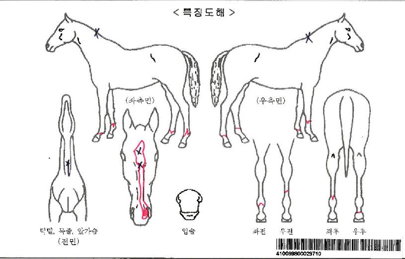 ��ƮǮ�����ڸ��� ����,���,�޸�,�λ�,�ٸ��� Ư¡����