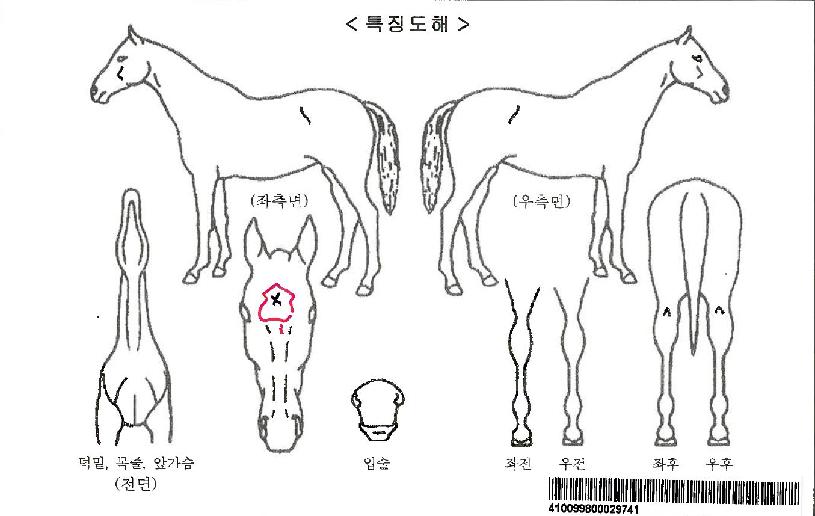 �ٺ��������ڸ��� ����,���,�޸�,�λ�,�ٸ��� Ư¡����