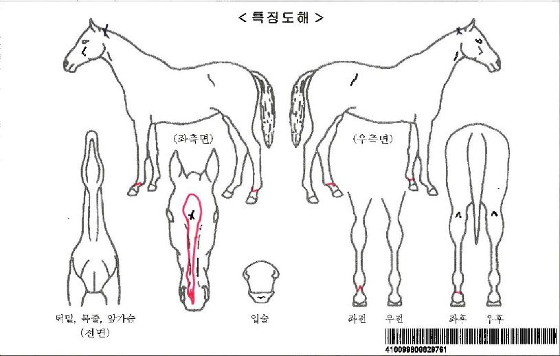 Æ®·ç½º¾Ø¾Æ³ÊÀÚ¸¶ÀÇ Ãø¸é,¿ì¸é,µÞ¸é,µÎ»ó,´Ù¸®ÀÇ Æ¯Â¡µµÇØ