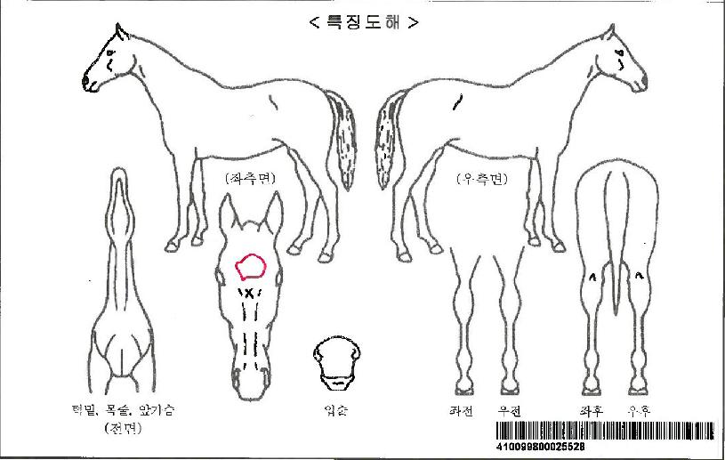 �Ƹ�ī����ڸ��� ����,���,�޸�,�λ�,�ٸ��� Ư¡����