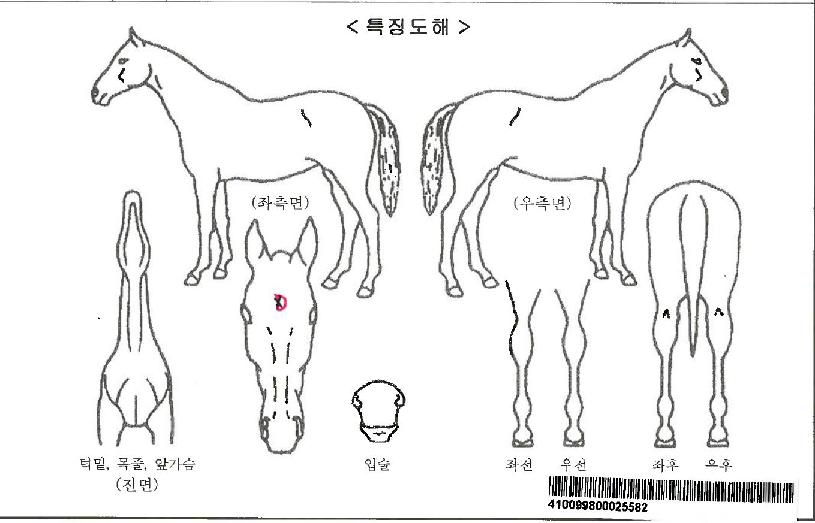 �ְ��ε帲�ڸ��� ����,���,�޸�,�λ�,�ٸ��� Ư¡����