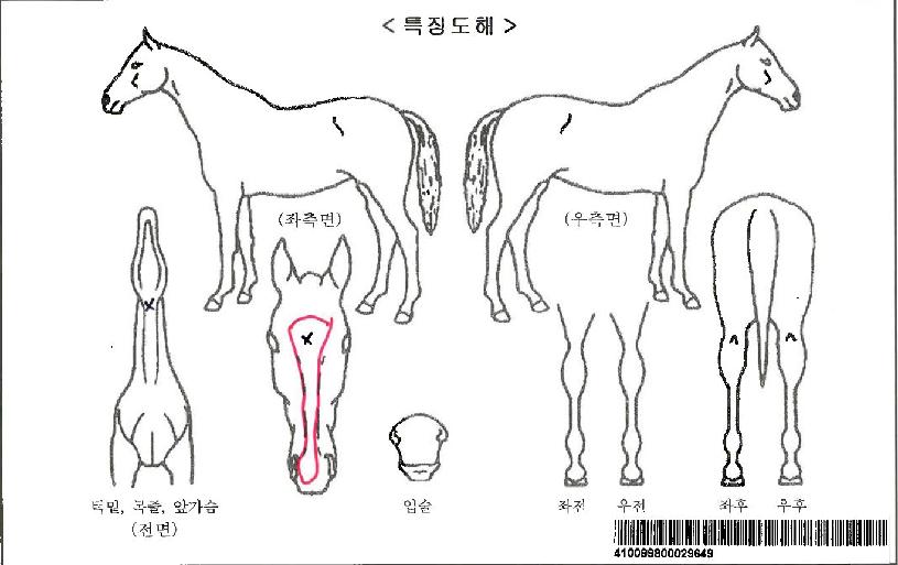 Ÿ�Ͽ츣�ڸ��� ����,���,�޸�,�λ�,�ٸ��� Ư¡����