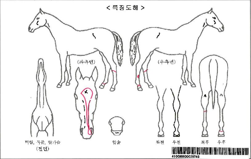 ���庣���ڸ��� ����,���,�޸�,�λ�,�ٸ��� Ư¡����