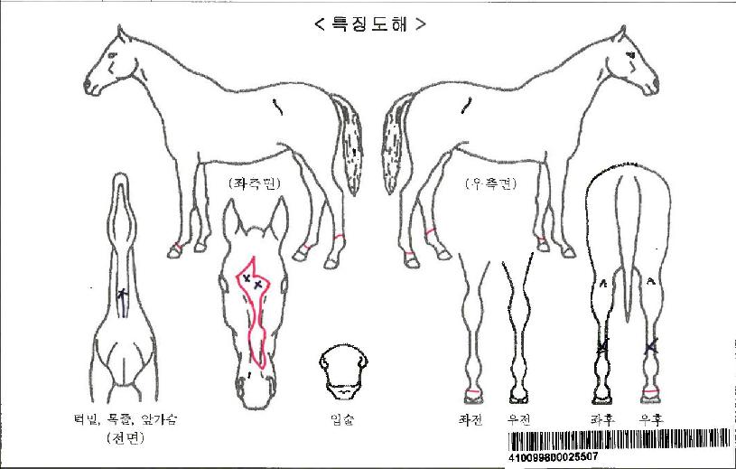 ÇØµé¸®½ºÈ÷¾î·ÎÀÚ¸¶ÀÇ Ãø¸é,¿ì¸é,µÞ¸é,µÎ»ó,´Ù¸®ÀÇ Æ¯Â¡µµÇØ