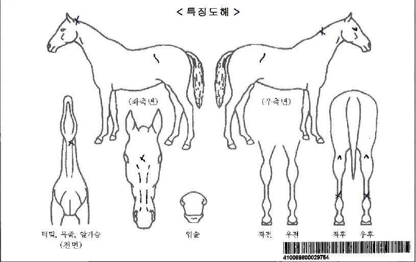 ¶óÀξÆÀÌÅÛÀÚ¸¶ÀÇ Ãø¸é,¿ì¸é,µÞ¸é,µÎ»ó,´Ù¸®ÀÇ Æ¯Â¡µµÇØ