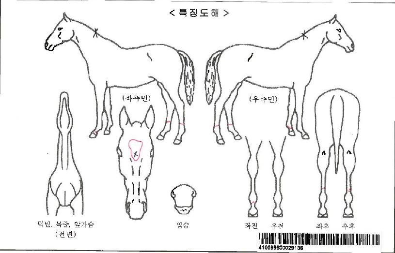 ¿µÈñ½Ã´ëÀÚ¸¶ÀÇ Ãø¸é,¿ì¸é,µÞ¸é,µÎ»ó,´Ù¸®ÀÇ Æ¯Â¡µµÇØ