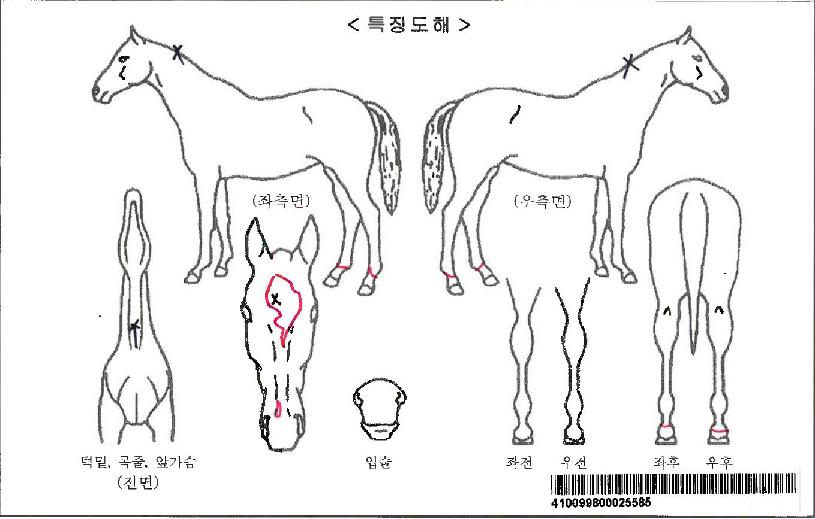 ¸¶ÀÌÆ¼ÁªÀÚ¸¶ÀÇ Ãø¸é,¿ì¸é,µÞ¸é,µÎ»ó,´Ù¸®ÀÇ Æ¯Â¡µµÇØ