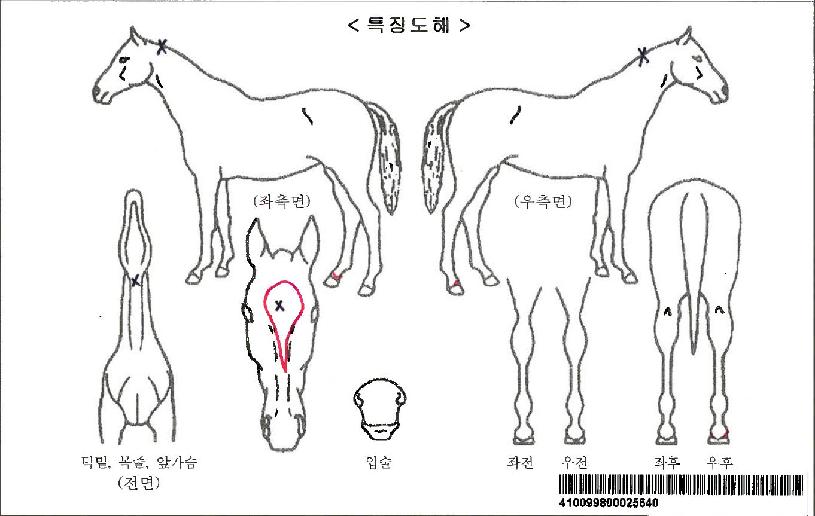 ·©±ÍÁö¿Àºê·¯ºêÀÚ¸¶ÀÇ Ãø¸é,¿ì¸é,µÞ¸é,µÎ»ó,´Ù¸®ÀÇ Æ¯Â¡µµÇØ