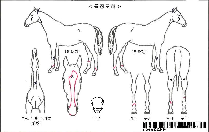 Ư����Ÿ�ڸ��� ����,���,�޸�,�λ�,�ٸ��� Ư¡����