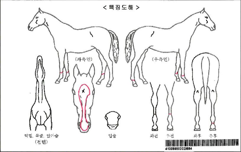 ���̽��Ƹ�ī�ڸ��� ����,���,�޸�,�λ�,�ٸ��� Ư¡����