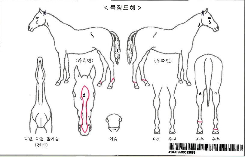 ����Ʈ�Ϸ����ڸ��� ����,���,�޸�,�λ�,�ٸ��� Ư¡����