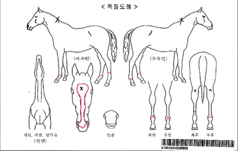 ´ë¸í·ÎÁîĹÀÚ¸¶ÀÇ Ãø¸é,¿ì¸é,µÞ¸é,µÎ»ó,´Ù¸®ÀÇ Æ¯Â¡µµÇØ