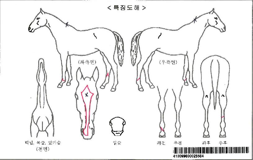 ±ÝÅ×ÀÚ¸¶ÀÇ Ãø¸é,¿ì¸é,µÞ¸é,µÎ»ó,´Ù¸®ÀÇ Æ¯Â¡µµÇØ