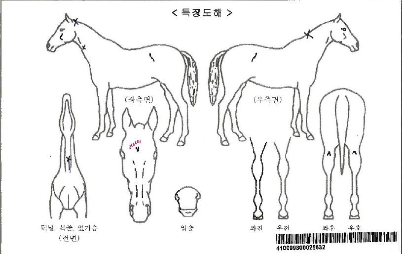 ÁÖ¸µÇã¿ìÀÚ¸¶ÀÇ Ãø¸é,¿ì¸é,µÞ¸é,µÎ»ó,´Ù¸®ÀÇ Æ¯Â¡µµÇØ