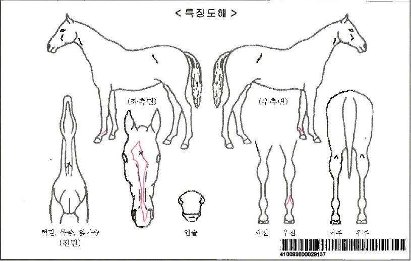 Åõ¾î·ÎÁîÀÚ¸¶ÀÇ Ãø¸é,¿ì¸é,µÞ¸é,µÎ»ó,´Ù¸®ÀÇ Æ¯Â¡µµÇØ