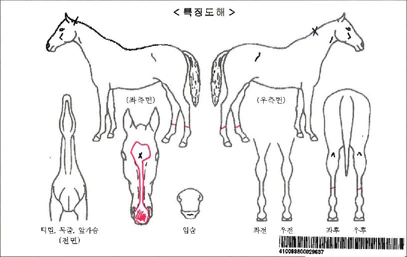 ���ڽ�����Ƽ�ڸ��� ����,���,�޸�,�λ�,�ٸ��� Ư¡����