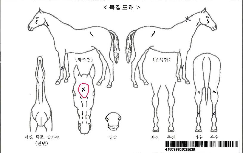 ������������Ʈ�ڸ��� ����,���,�޸�,�λ�,�ٸ��� Ư¡����