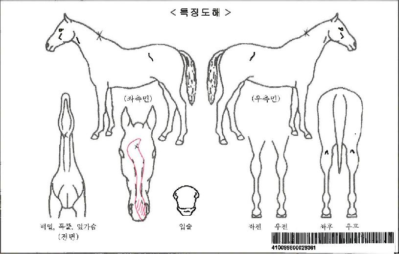 �ʰ�Ÿ��2�ڸ��� ����,���,�޸�,�λ�,�ٸ��� Ư¡����