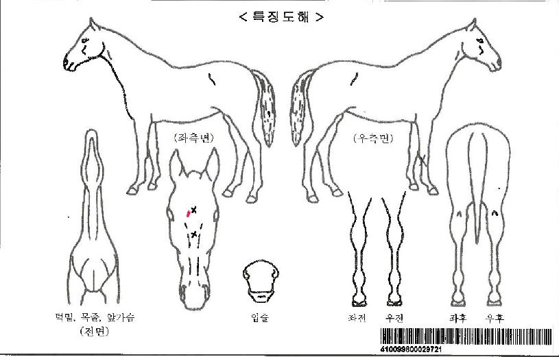 ¼ÒõÇÏÀÚ¸¶ÀÇ Ãø¸é,¿ì¸é,µÞ¸é,µÎ»ó,´Ù¸®ÀÇ Æ¯Â¡µµÇØ