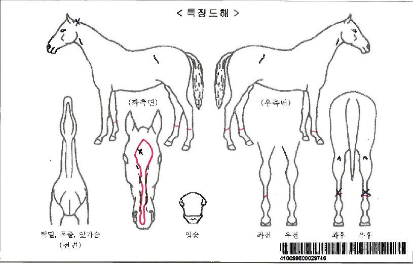 ½´ÆÛÇ÷¢½ºÀÚ¸¶ÀÇ Ãø¸é,¿ì¸é,µÞ¸é,µÎ»ó,´Ù¸®ÀÇ Æ¯Â¡µµÇØ