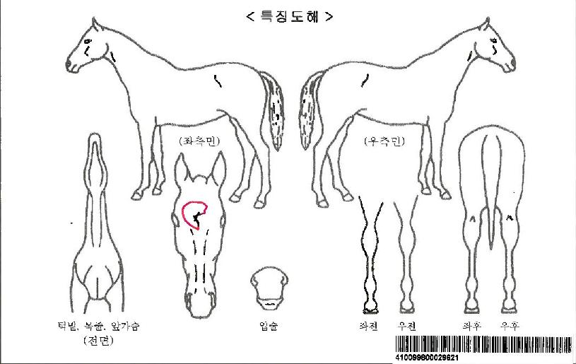 À̽ºÆ®Æ®·Î½ºÀÚ¸¶ÀÇ Ãø¸é,¿ì¸é,µÞ¸é,µÎ»ó,´Ù¸®ÀÇ Æ¯Â¡µµÇØ