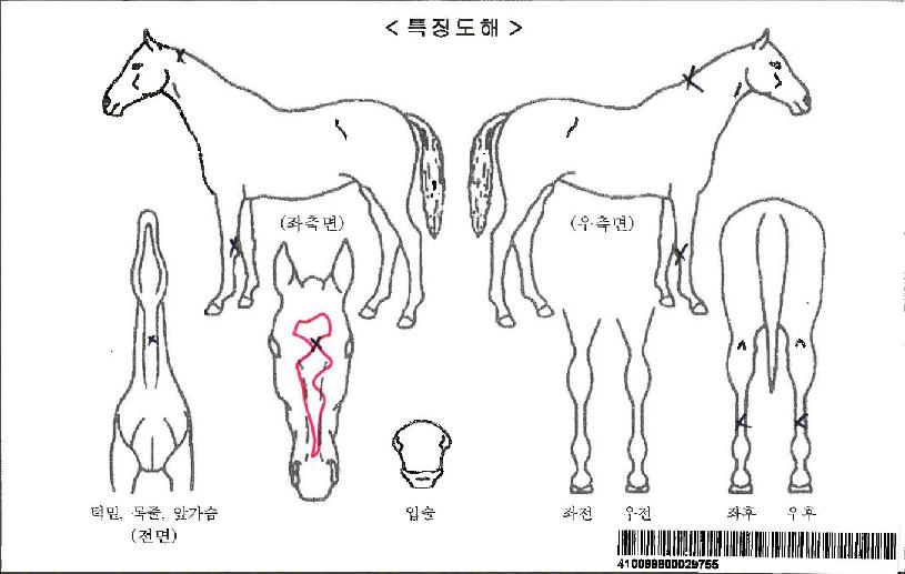ºÎ»ê¼Ò¸®ÀÚ¸¶ÀÇ Ãø¸é,¿ì¸é,µÞ¸é,µÎ»ó,´Ù¸®ÀÇ Æ¯Â¡µµÇØ