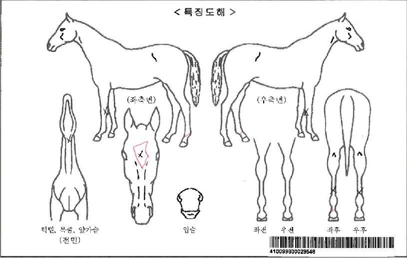 ´ÃǪ¸¥Å¸À̰ÅÀÚ¸¶ÀÇ Ãø¸é,¿ì¸é,µÞ¸é,µÎ»ó,´Ù¸®ÀÇ Æ¯Â¡µµÇØ